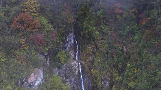 高原原始森林高山上的树林生态系统