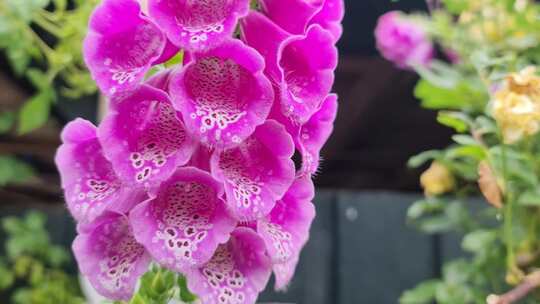 蜜蜂在花朵上飞翔采蜜的特写镜头