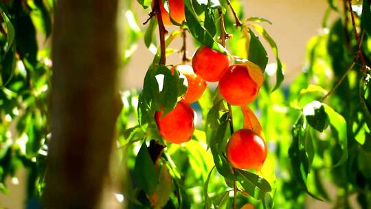 阳光照在挂在桃树茎上的桃子