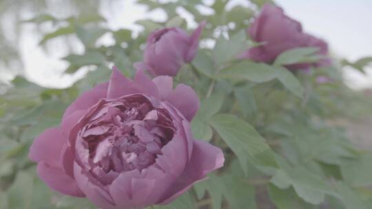 牡丹花种植LOG视频素材