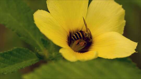 蜜蜂采蜜 蜜蜂 蜜蜂采花