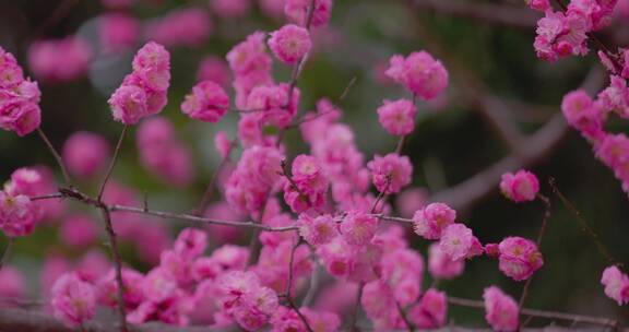 盛开的梅花花朵生机勃勃