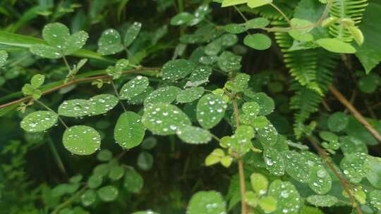 植物野草露珠实拍