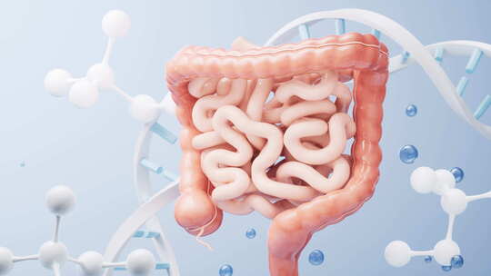 肠道与消化健康概念，三维渲染。