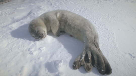 躺在雪地上打瞌睡的小海豹。南极洲拍摄视频素材模板下载