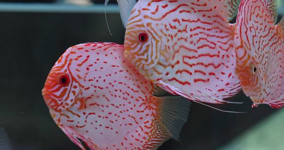 水族馆里各种鱼类视频素材