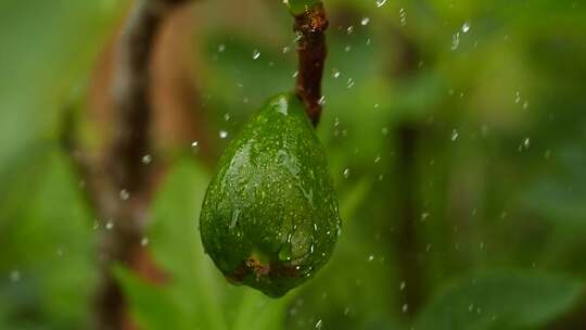 雨中无花果慢镜头下雨谷雨