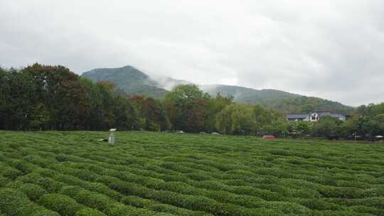 茅家埠茶园秋色云雾航拍