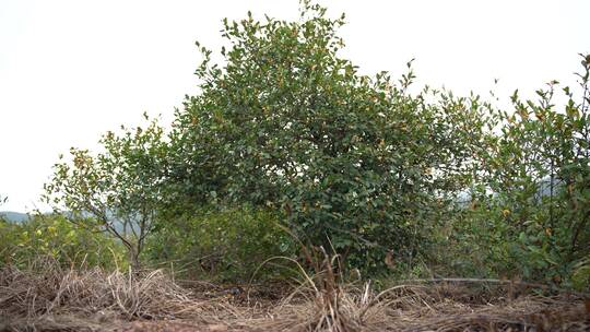 茶花茶树山茶籽茶油农业视频素材模板下载