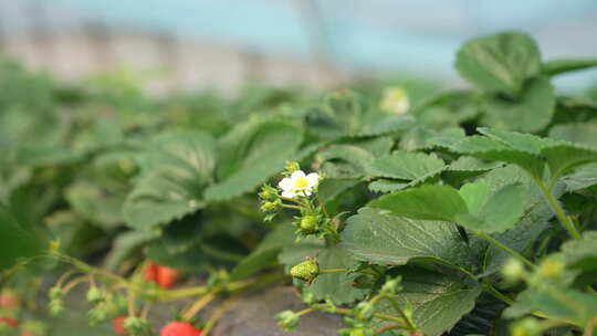农民田间劳动种植蔬菜蔬菜大棚里的蔬菜草莓