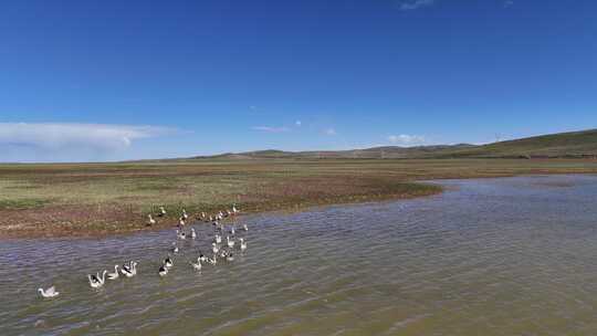 湖泊      高原湖  湿地   鸟类