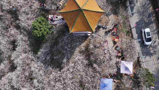 中国广东省广州市从化区广州流溪梅花节