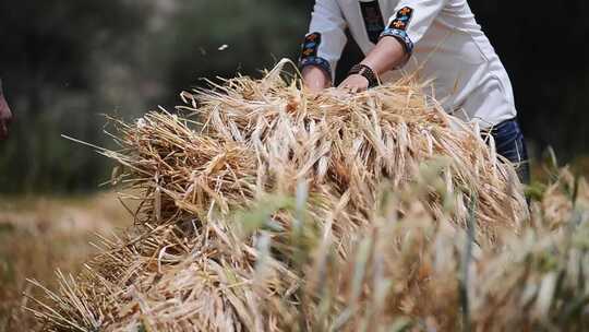 青稞麦田人工收割场景视频素材模板下载