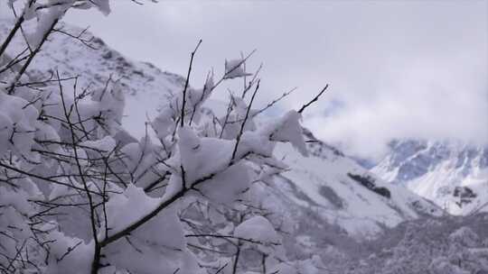 雪后的树枝上的小鸟