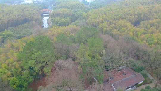 杭州植物园春天风景视频素材