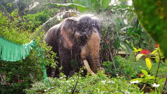 印度喀拉拉邦的寺庙大象洗澡