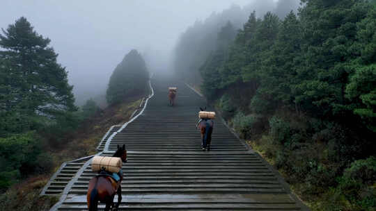 山间驮货马匹行走在台阶上