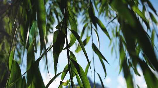 夏天逆光中的柳树柳叶高清在线视频素材下载