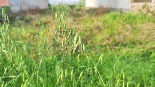 疫情城市农村街道菜园春天绿色植物