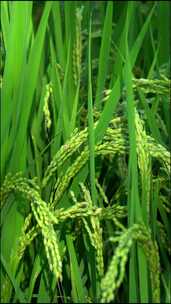 稻田水稻生长