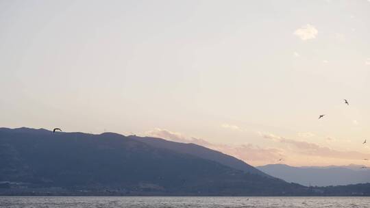 西昌邛海庐山风景区海鸥飞慢镜头