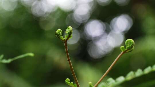 蕨类苔藓微距森林