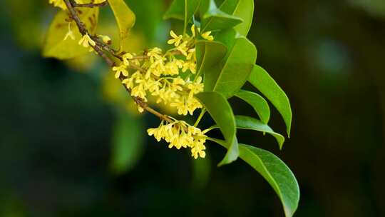 晴朗天气里的桂花树，桂花盛开满枝头空镜