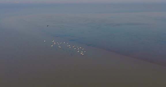 杭州钱塘江江海湿地候鸟野鸭飞翔慢镜头