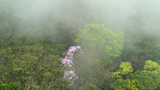 山林中快速的云雾