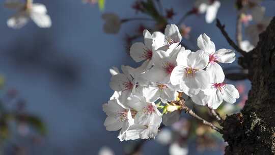 春天春暖花开樱花照片图片快闪