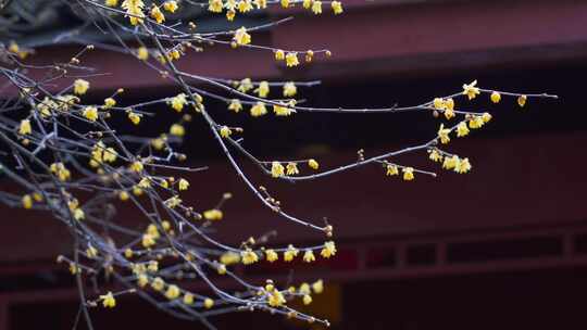 杭州法喜寺冬天腊梅