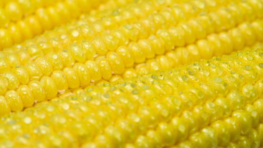 玉米 农业 农作物 食物 植物视频素材模板下载