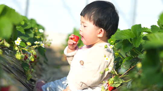 小孩在草莓地 幼儿在草莓地玩耍