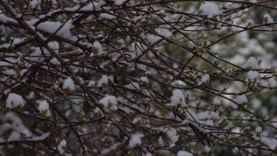 雪落在树枝上