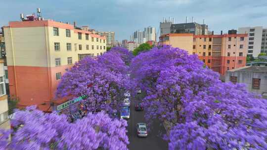 昆明蓝花楹