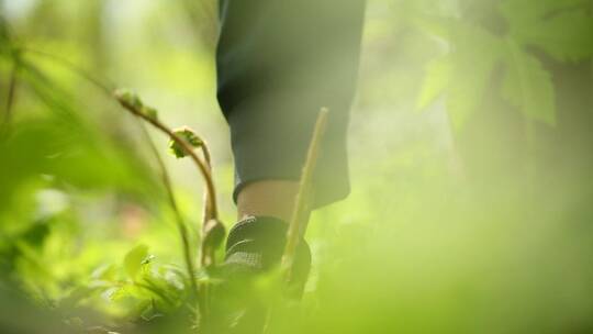 森林采集山药实拍