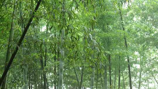 竹林竹叶禅意下雨天唯美空镜