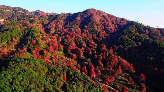 河源红枫叶航拍视频4K