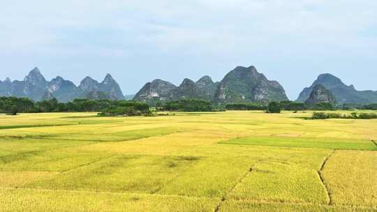 秋天阳光下桂林喀斯特山峰下的金黄色稻田