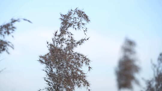 芦苇 禾本科 花 干芦苇 被子植物 芦苇毛