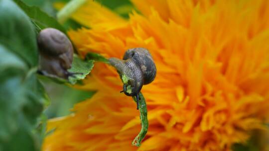 雨后蜗牛在吃绿叶觅食