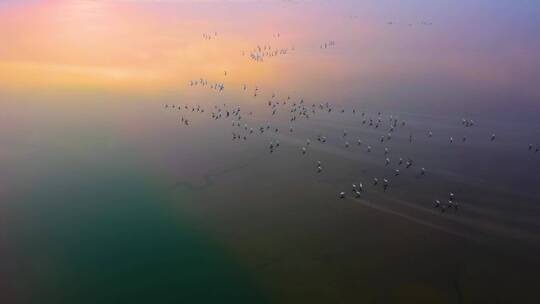 黄河湿地公园鸟类保护区冬季候鸟群飞