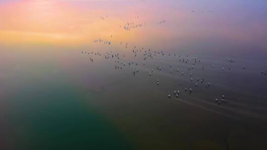 黄河湿地公园鸟类保护区冬季候鸟群飞视频素材模板下载