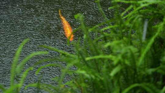 雨中鱼池锦鲤实拍