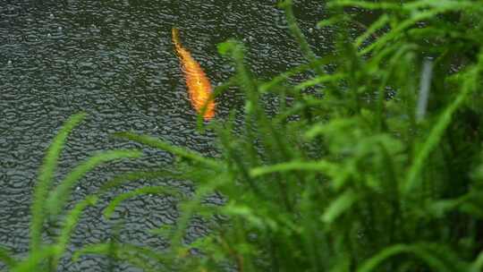 雨中鱼池锦鲤实拍视频素材模板下载