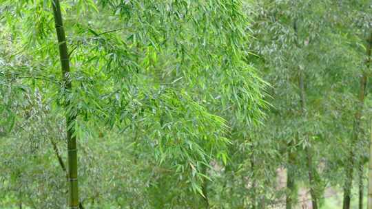 竹林竹叶禅意下雨天唯美空镜视频素材模板下载