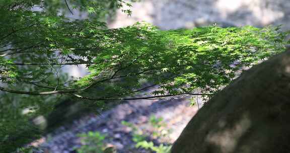 唯美生态园林古建筑局部特写