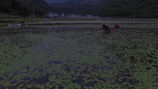 雷波马湖莼菜