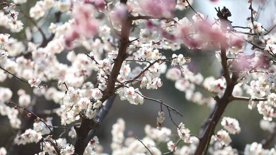 济南：趵突泉景区内玉兰花、梅花盛开视频素材模板下载