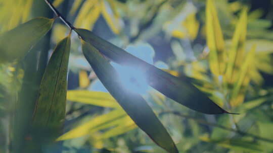 院子里的竹子竹林竹影毛竹